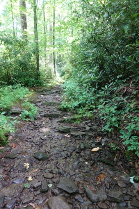 Even though it hadn't rained in a couple days, there was water running down trail and everything was still wet and muddy.