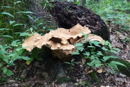 And bizarre mushrooms.