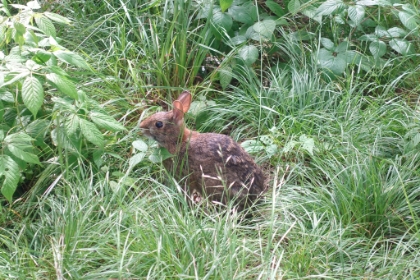 This rabbit let me get really close.