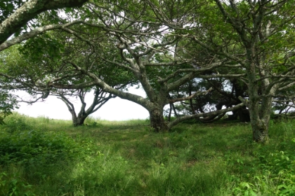 The only trees growing on the summit. The Smokies have many of these "balds", which are peaks where the forest doesn't grow. It's just an open meadow on top of an otherwise densely forested mountain.