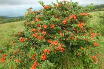 Gregory Bald is famous for its fields of Azalea. One of my favorite flowers, I've never seen them in the wild. I evidently just missed the peak blooming season, but there were still several bushes with amazing colors. The summit is about half covered with dense clusters of these bushes.