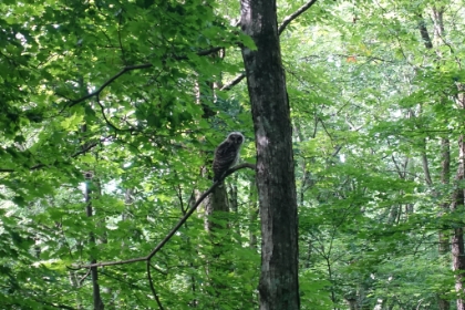 I also came across a giant owl. Must have been 2 feel tall, and it made a pretty bizarre noise. It's a little eery when it stares at you.