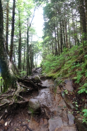 The trail is very literally gnarly for much of the way.