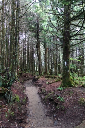 The familiar white blazes of the Appalachian Trail.