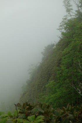 An entire cliff side covered in orange Azalea, though it's hard to see the color here. I waited for a while longer for the clouds to break. They didn't, so I headed back to find my next adventure.