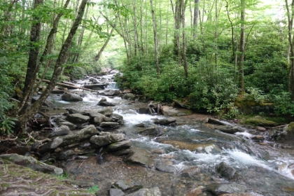 Reminded me a lot actually of Olympic National Park in Washington. Tons of water and endless green, just a different type of trees. I had no idea that at 85 inches of precipitation per year, this area is a temperate rain forest just like the Olympic pennisula.