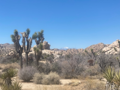 Desert and Joshua Trees in the foreground with a snow capped San Gorgonio in the background.