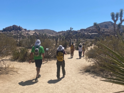 Heading through a nice little grove of Joshua Trees.