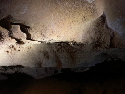 A look at some of the many giant cave crickets found down here.