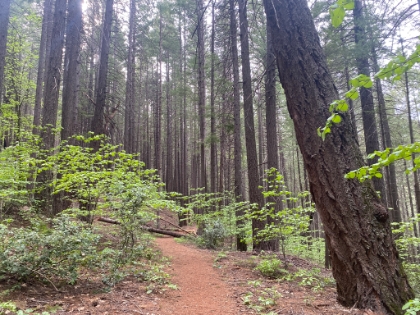 Some nice trail as we head up from the highway. It looks like it's going to start raining any minute now.