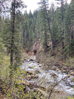 Classic Pacific Northwest. Roaring cascades flowing through old growth forest.