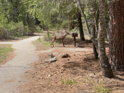 A deer in the parking lot as we head out. I don't think we could have picked a better hike for getting a quick sample of the Shasta area.