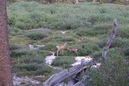 Family breakfast in the meadow.