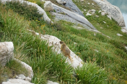 The only Marmot picture I managed to snag.