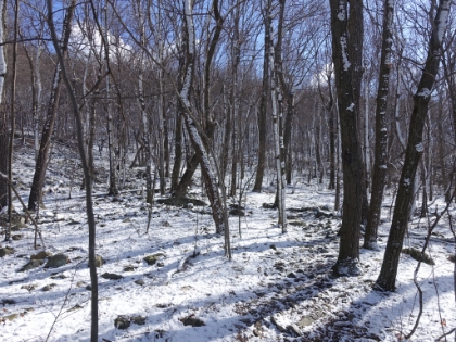 I actually saw a tree fall live for the first time. It was pretty cool, though it was a little unnerving walking through all these trees as they're bending in the wind and wondering which one would be the next to go.