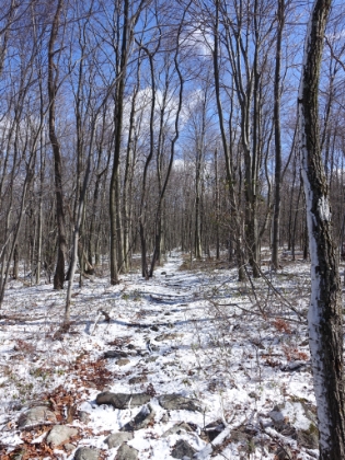 Corridor through the trees.