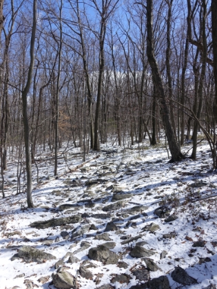Evidently the Pennsylvania section of the AT is notorious for being brutal on the ankles. The section I hiked was like this the entire way, non-stop jagged rocks. Your foot never lands the same way twice. What's interesting is that the trail is often rockier than the area on either side. It's almost like they built it this way intentionally!