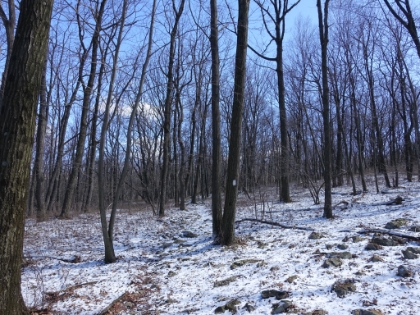 My turnaround spot for the day was pretty uneventful. I didn't have time to reach a particular destination, I mostly just wanted to set foot on the AT. And I had to be back in Philly for a flight home in just a few hours, so I didn't want to push my luck.