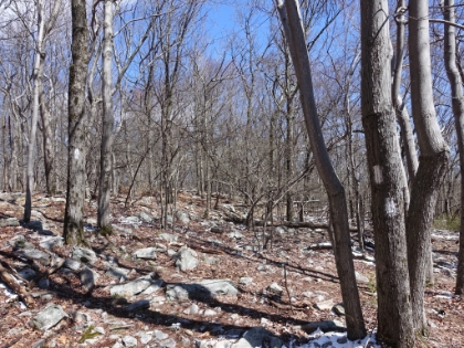 Almost back to the trailhead and the snow has mostly melted off. I got lost for a bit here earlier when the trail dissapeared in the snow. I didn't realize at the time that the two blazes on that tree mean to watch for an expected turn or hard to follow area of trail. And the offset in the blazes indicates the direction the trail goes (you can see another blaze in that direction). I completely missed that earlier.
