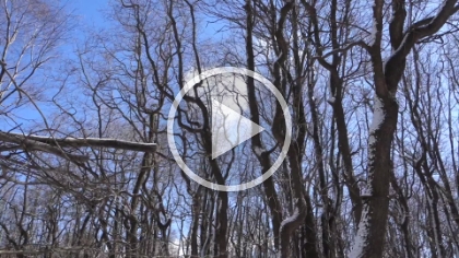 I tried to get a video of the forest swaying in the wind. I didn't get a really good wind gust, but you can get some idea.