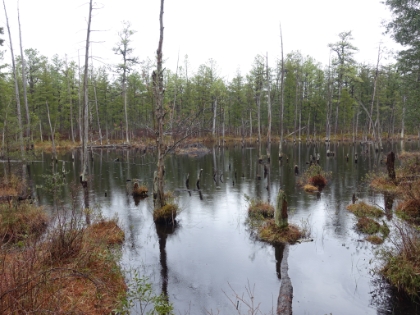 There are bogs scattered throughout the Pine Barrens with the forest growing right out of the bog in many places.