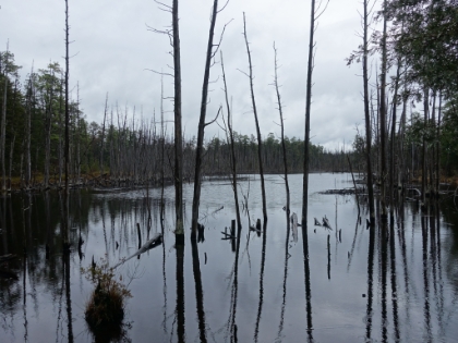 The bogs make for great scenery.