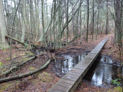 Footbridges protect some of the wetter areas around the trail.