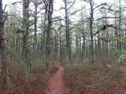 I love the red and green color contrasts. The trail is extremely flat, but interesting nonetheless.