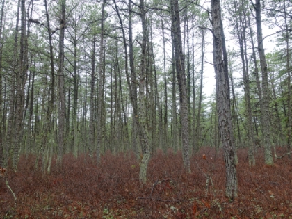 More colors. Most of Wharton State Forest is much like this.