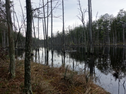 Heading back as the rain is starting to fall on the bogs.