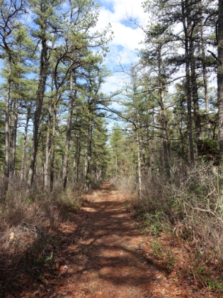 Heading off on the Mt. Misery trail, which crosses the Batona trail in places.