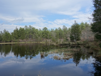 The trail leads out to an area of old cranberry bogs. New Jersey is still a leading producer of cranberries though this area has been restored and is evidently no longer used for harvesting.