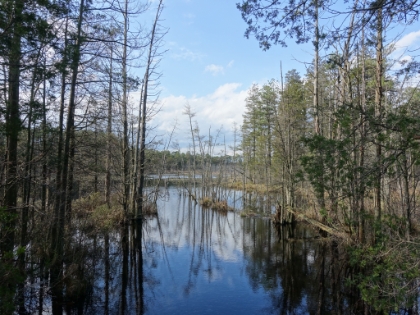 Great swampy scenery.