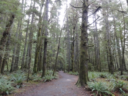 Heading out on the Marymere Falls trail. I get my first taste of the moss covered trees I will be seeing all weekend.