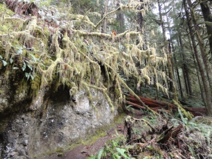 Crazy hanging moss everywhere.