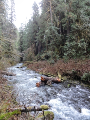 The creek is roaring in places.