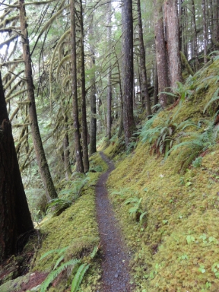 The trail starts to climb out of the canyon into the forest.