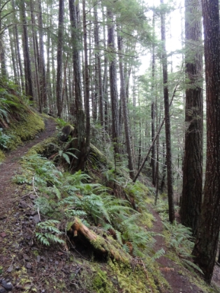 Switchbacks climbing up the side of the canyon.