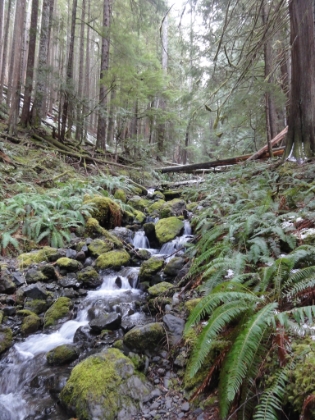 Cascades flowing through the ferns.