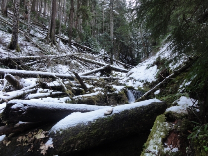 End of the maintained portion of the Barnes Creek trail. My turnaround point for the day.