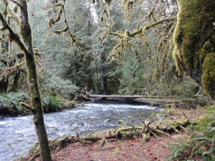 Almost back to the Marymere Falls trail junction.