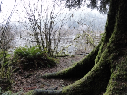 Green, moss, and water everywhere. The Hoh Rain Forest gets 140-170 inches of rain a year, and even more water from heavy condensation. After a record dry year in SoCal, the wetness here was a very welcome change.
