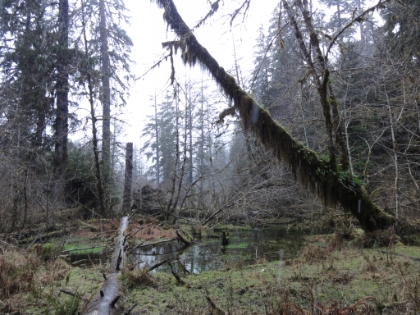 I started out with the 0.8 mile Hall of Mosses trail near the Visitor Center.