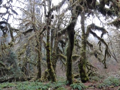 There are some great trees in this area.