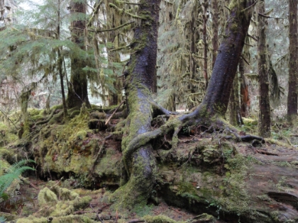 These are called "nurse logs". A young tree grows on top of a fallen tree, feeding off its nutrients. Eventually, the fallen tree disintegrates and the young trees look like they grew on stilts.