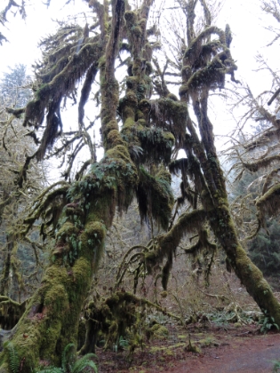 More interesting, moss covered trees.