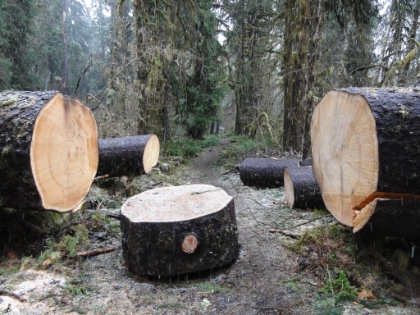 Some large Sitka Spruce treefall on the trail. The snow got pretty heavy at times.