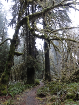 More big, mossy trees.