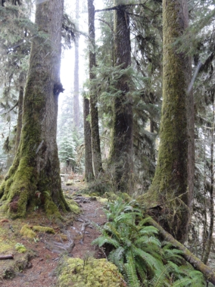 The farther down the trail, the better the single track gets.