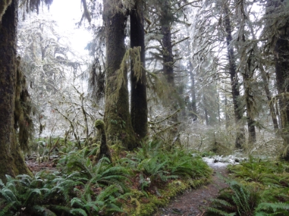 Without the sun being out, the camera just doesn't capture how bright these greens really are. And it's still winter. I can only imagine how green everything must be in the Spring!
